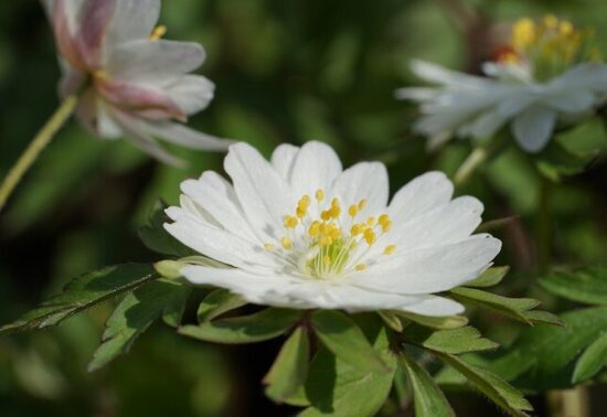 Anemone nemorosa Pleugers Plena- anemone JAUNUMS 2026